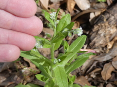 Myosotis verna