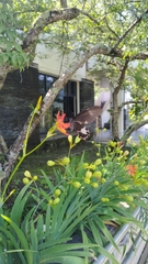 Papilio nephelus chaonulus