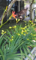Papilio nephelus chaonulus