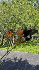 Papilio nephelus chaonulus