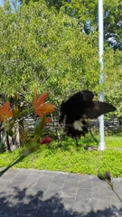 Papilio nephelus chaonulus