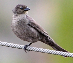 Molothrus bonariensis