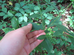 Rudbeckia fulgida spathulata