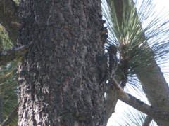 Sphyrapicus ruber