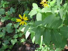 Rudbeckia auriculata