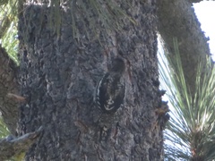 Sphyrapicus ruber