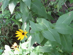 Rudbeckia auriculata