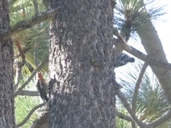 Sphyrapicus ruber