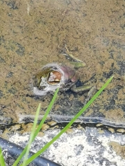 Dendropsophus luddeckei