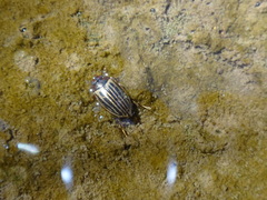 Agabus disintegratus