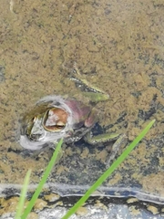 Dendropsophus luddeckei