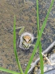 Dendropsophus luddeckei