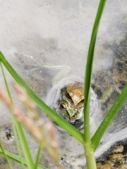 Dendropsophus luddeckei