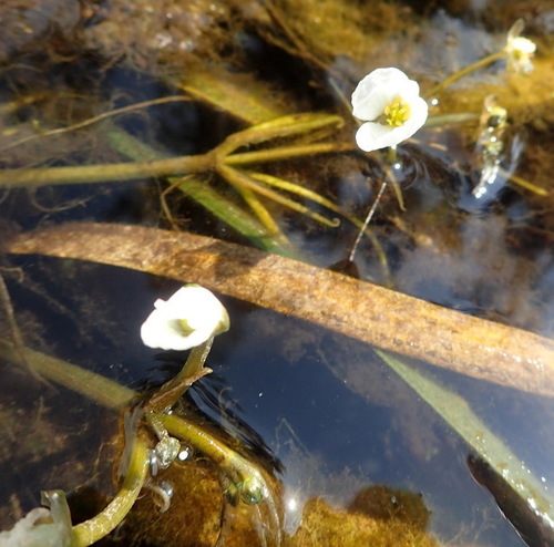 Image of Sagittaria kurziana by (c) mfeaver, some rights reserved (CC BY)
