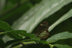 Ithomia patilla