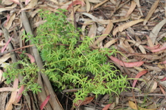Peperomia ilaloensis