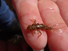 Acroneuria carolinensis