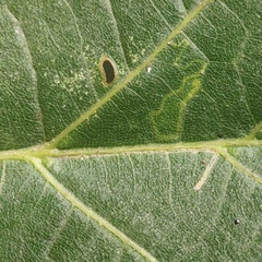 Bucculatrix improvisa