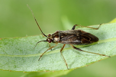 Lygidea