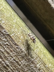 Teliapsocus conterminus