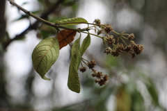 Lippia hirsuta