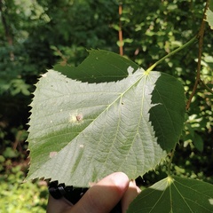 Bucculatrix improvisa