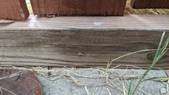 Menemerus semilimbatus