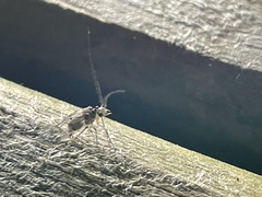 Teliapsocus conterminus