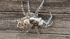 Menemerus semilimbatus