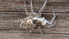 Menemerus semilimbatus