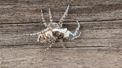 Menemerus semilimbatus