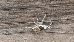 Menemerus semilimbatus