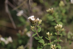 Chromolaena bullata