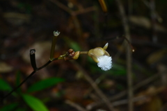 Lecanorchis multiflora