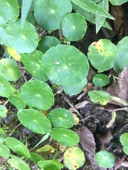 Hydrocotyle prolifera