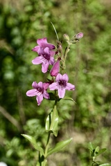 Penstemon triflorus