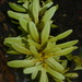 Engelhardia roxburghiana - Photo (c) JODY HSIEH,  זכויות יוצרים חלקיות (CC BY-NC), הועלה על ידי JODY HSIEH