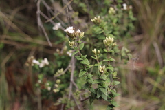 Chromolaena bullata