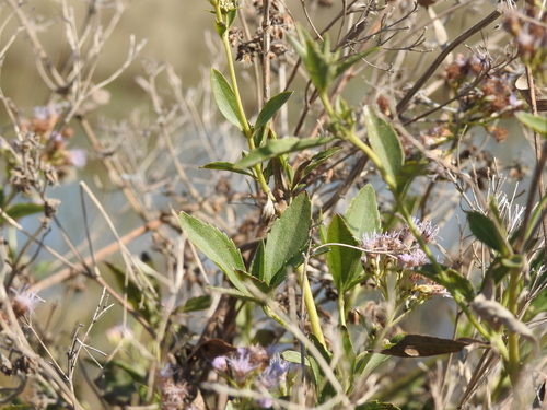 Image of Chromolaena ivifolia by (c) Leonel Roget, some rights reserved (CC BY)