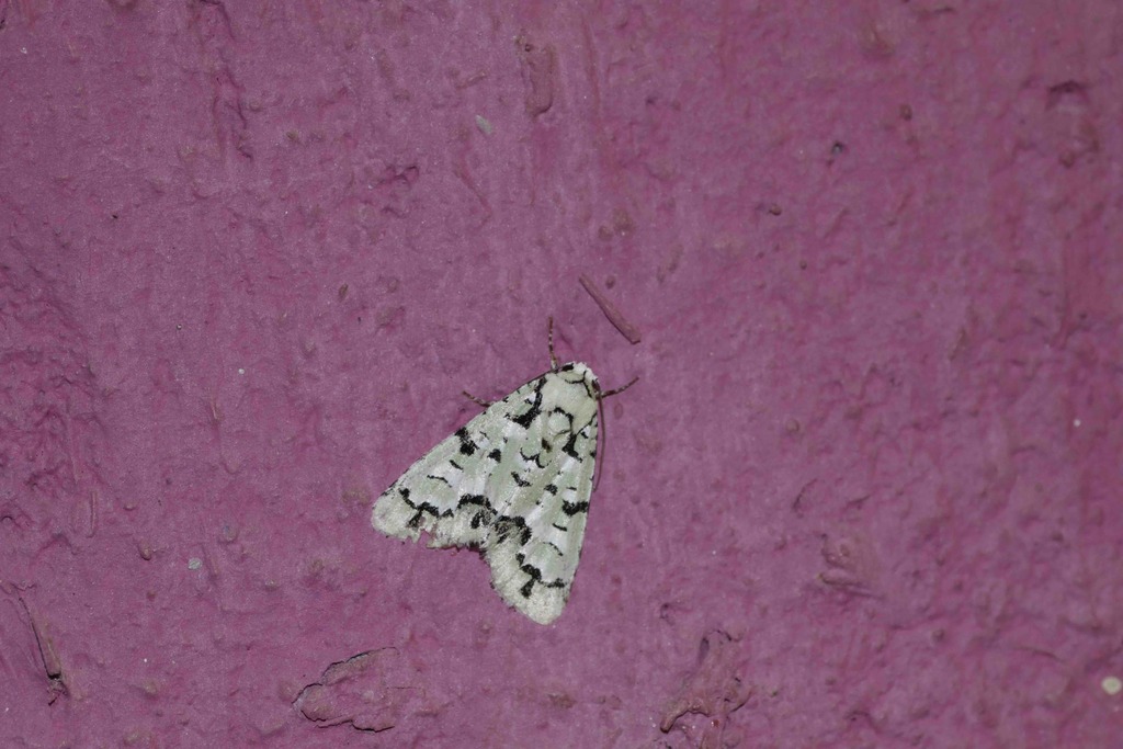 Chloronycta vulcanica