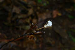 Lecanorchis multiflora