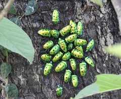 Calliphara excellens