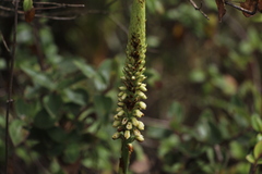 Gomphichis