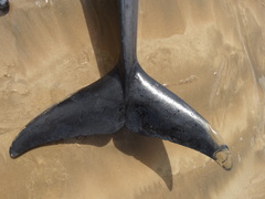 Peponocephala electra