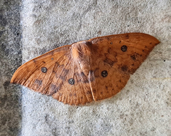 Agnidra discispilaria