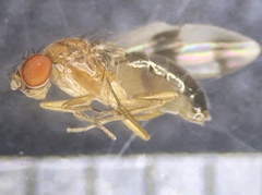 Chymomyza amoena