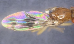 Chymomyza amoena
