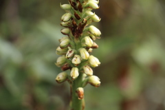 Gomphichis