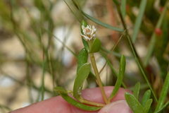 Blutaparon vermiculare