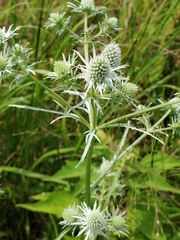 Eryngium aquaticum